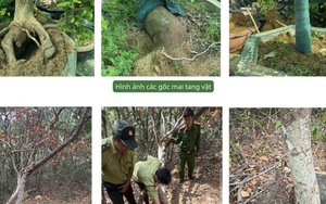 Vụ tịch thu 42 gốc mai ở Côn Đảo: Kiểm lâm trả lại 21 gốc cây