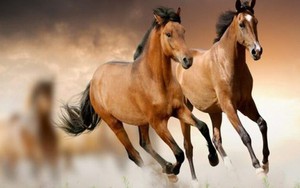 Chuyên gia dự báo: Từ giữa tháng 4/2026, 4 tuổi này có tín hiệu tài lộc khởi sắc, cơ hội tăng thu nhập rõ rệt