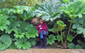 Điều gì ở vùng đất giữa nước Nga khiến cây cối bỗng hóa "khổng lồ"? Khoa học đang lần ra đáp án