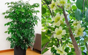 5 loại cây có tác dụng chữa lành nên trồng trong nhà để gia chủ luôn cảm thấy hạnh phúc, yêu đời