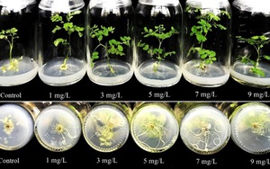 Nghiên cứu đột phá giúp Việt Nam thay đổi nền nông nghiệp và dược liệu giá trị