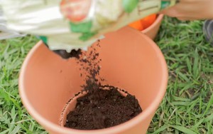 Sai lầm khi trồng cây trong chậu khiến cây "chết đói"