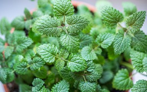 6 loại cây đuổi muỗi, nên trồng trong nhà ngay thời điểm này