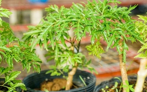 Lời khuyên đến những gia đình đang trồng cây đinh lăng
