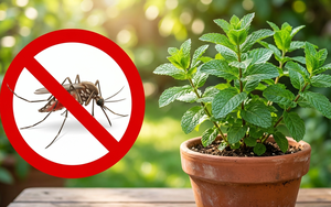 Muỗi và côn trùng rất “sợ” những loại cây này: nên trồng ngay khi bắt đầu mùa hè