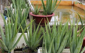 Lời khuyên đến những gia đình đang trồng cây nha đam