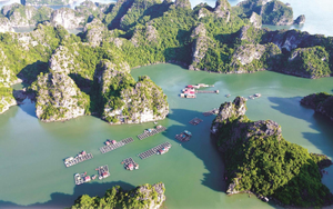 Chính phủ phê duyệt nhiệm vụ lập Quy hoạch bảo tồn, phát huy tiềm năng vịnh Hạ Long