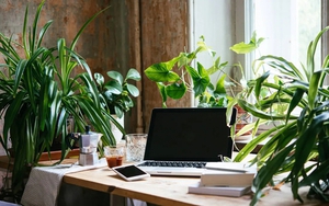 5 loại cây chớ nên để trên bàn làm việc