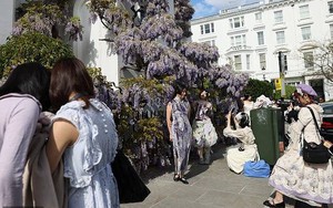 Loài hoa chỉ nở từ 2 - 3 tuần khiến người dân và du khách mang cả studio đến chụp ảnh check in, chủ loạt biệt thự ngao ngán