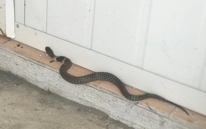 7 dấu hiệu cảnh báo rắn vào trong nhà