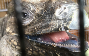 Người dân ở Lâm Đồng tìm thấy sinh vật vẻ ngoài kỳ quái nhưng chỉ ăn rau: Là loài hoang dã nguy cấp