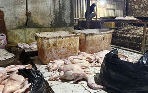 Đột kích điểm giết mổ vịt ở TPHCM lúc rạng sáng