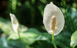 Lan ý "rất thích" được tưới loại nước này: Chỉ 1 tháng 1 lần, cây ra hoa suốt năm