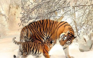 Chuyên giá dự báo: 30 ngày tới, 4 con giáp có tín hiệu cải thiện dòng tiền, cơ hội tăng tích lũy rõ rệt