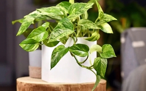 Lời khuyên chân thành đến những gia đình đang trồng cây trầu bà