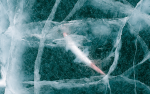 Tin vui bất ngờ: Các nhà khoa học hồi sinh thành công sinh vật 24.000 năm tuổi từ băng vĩnh cửu