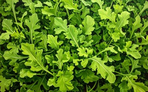 6 loại rau củ có tốc độ phát triển nhanh, chỉ vài tuần là được thu hoạch