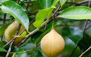 Đắt hơn sầu riêng, loại quả quý hiếm của Việt Nam vừa đón tin vui đầu năm: Xuất khẩu tăng mạnh 52%, trồng ít nhất 3 năm mới được thu hoạch