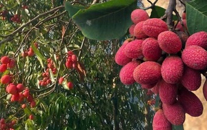 Thứ quả ‘chín đỏ rừng’ từng không ai hái: Nay bỗng thành đặc sản ‘nhà giàu’, giá 125.000 đồng/kg vẫn khó mua