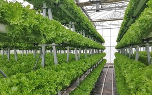 "Làn sóng" nông nghiệp mới tại Cuba: Cây trồng không cần đất, vẫn cho thu hoạch