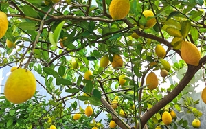 Lời khuyên đến những gia đình đang trồng cây chanh