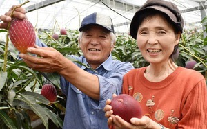 Loại quả được gọi là 'trứng của mặt trời' vừa được trồng thành công tại Việt Nam - có gì đặc biệt mà giá có thể lên tới 3.000 USD/cặp?