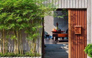 Đừng trồng 6 loại cây này sát nhà kẻo "rước họa"