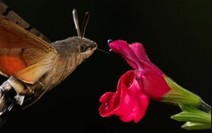 Người đàn ông đăng ảnh "con vật lạ" lên Facebook, chuyên gia tìm đến: Loài này đã 'sống lại' sau 17 năm