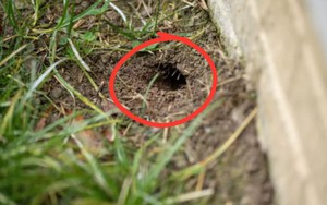 Cách nhận biết hang rắn trong sân nhà và những gì phải làm sau đó