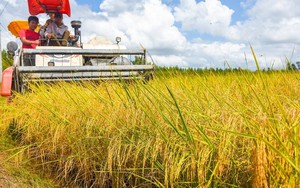 Chuyển đổi số và liên kết chuỗi: 'Chìa khóa kép' để nâng tầm hạt gạo Cà Mau