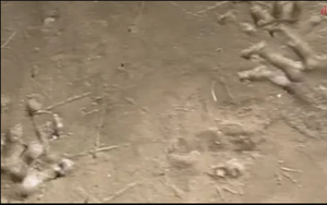 Bờ sông xuất hiện hàng loạt dấu chân lạ, chuyên gia vừa nhìn liền phác họa: "Quái thú" có thể dài 4 mét