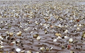 Quảng Ninh cảnh báo nguy cơ ngao chết hàng loạt do bệnh truyền nhiễm đặc biệt nguy hiểm