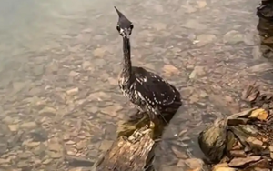 Loài chim bí ẩn nhất thế giới, chỉ còn lại 1.000 cá thể