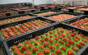 Rẻ hơn sầu riêng, một loại nông sản của Việt Nam bất ngờ xuất khẩu bùng nổ 2.000 lần ngay đầu năm