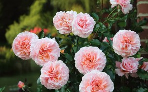 5 loại cây cần cắt tỉa ngay bây giờ