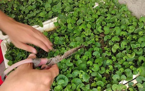 3 loại rau nên trồng trong vườn nhà, có 1 cây cũng tốt đủ đường