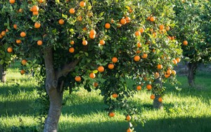 4 loại cây thơm phức, mang lại hạnh phúc và may mắn: Rất nên trồng trong nhà