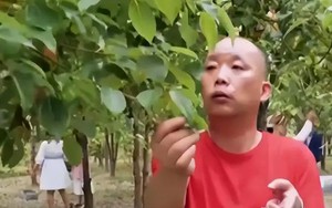 Phát hiện người đàn ông kiếm hơn 382 tỷ đồng/năm nhờ lá cây