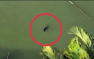 Người dân báo thấy sinh vật giống cá sấu giữa đầm lầy ở TP.HCM, chuyên gia nhìn kỹ liền nói: Đây là loài trong Sách đỏ