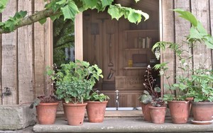 5 loại cây trồng trong chậu cực kỳ dễ sống - quên tưới cũng chẳng sao