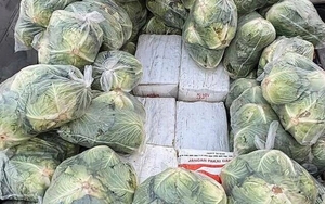 Phát hiện 1.600 kg ma túy đội lốt bắp cải