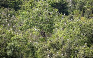 Phát hiện loài vật quý hiếm tưởng như sắp tuyệt chủng bỗng xuất hiện hàng trăm con: Nhiều người Việt vui mừng