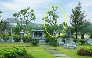 6 loại cây thường được trồng bên mộ vừa đẹp vừa giúp tụ khí, con cháu đời sau dễ công thành danh toại