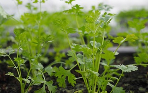 Loại rau giúp đào thải kim loại nặng tự nhiên, Việt Nam có rất nhiều