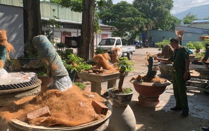 Vụ 42 cây mai vàng không rõ nguồn gốc: Hạt Kiểm lâm Côn Đảo thông tin chính thức