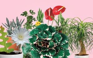 Trồng cây có thể mang lại hạnh phúc cho cả gia đình: Đây là 7 loại rất đáng để thử