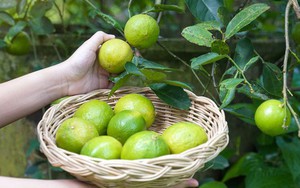 5 lý do vì sao bạn nên trồng 1 cây chanh trong nhà