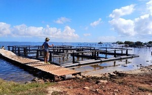 Cuba lao đao vì tôm hùm "biến mất", Việt Nam chung tay cứu ngành xuất khẩu tỷ đô