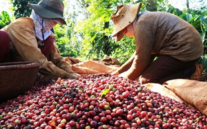 Giữa 'cơn bão' giảm giá, một mặt hàng của Việt Nam vẫn đón tin vui lớn từ EU