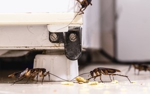 Đuổi gián hiệu quả bằng 2 nguyên liệu có sẵn trong bếp: Cách làm vô cùng đơn giản